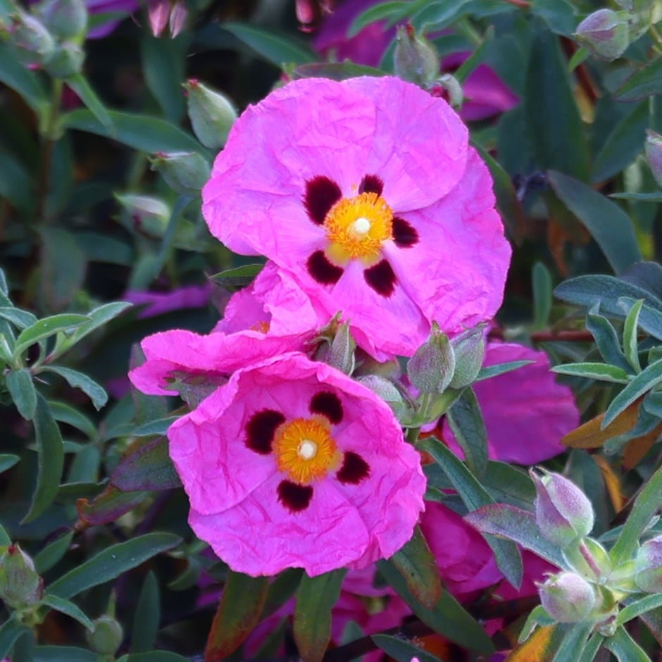 Rockrose Cistus plant