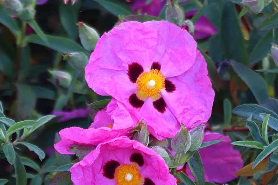 Rockrose Cistus plant