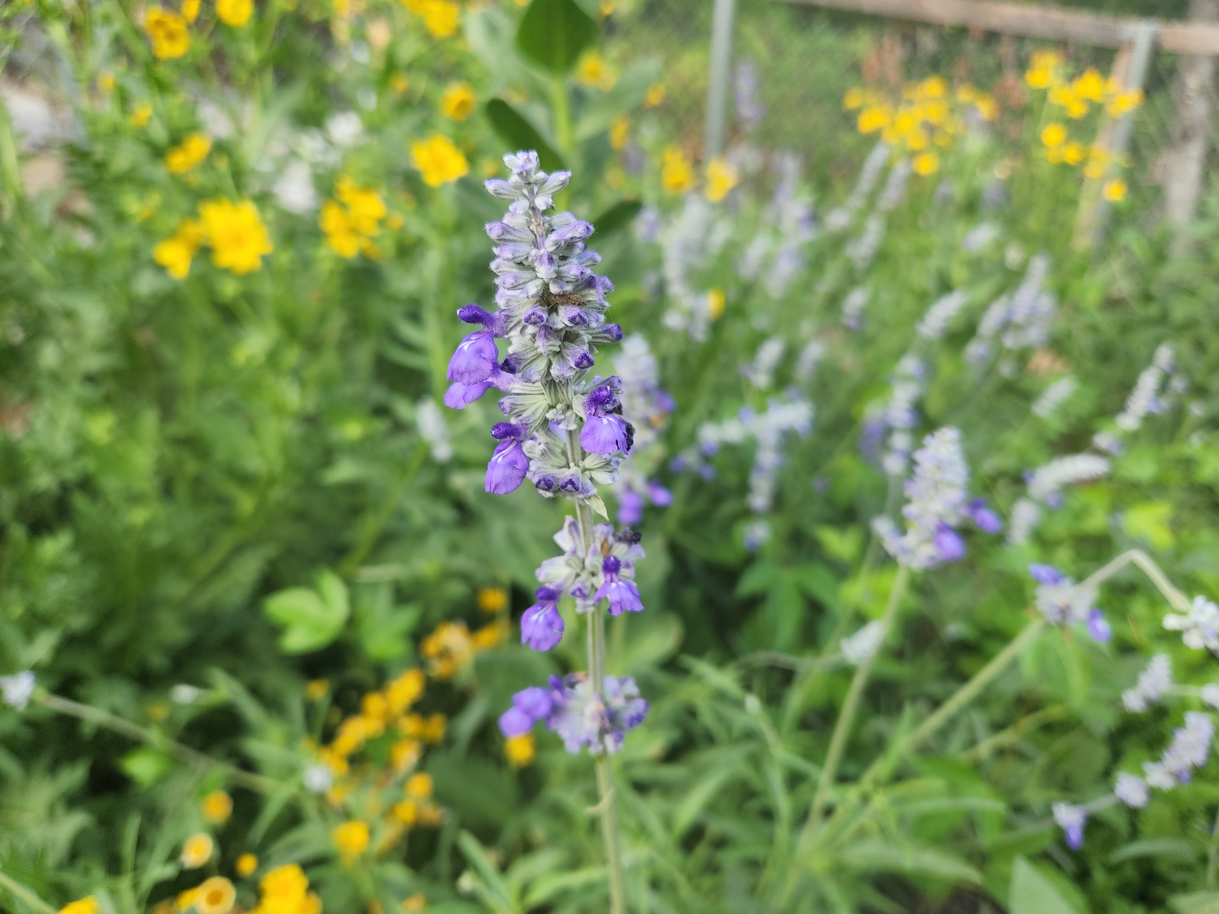 Salvia plant