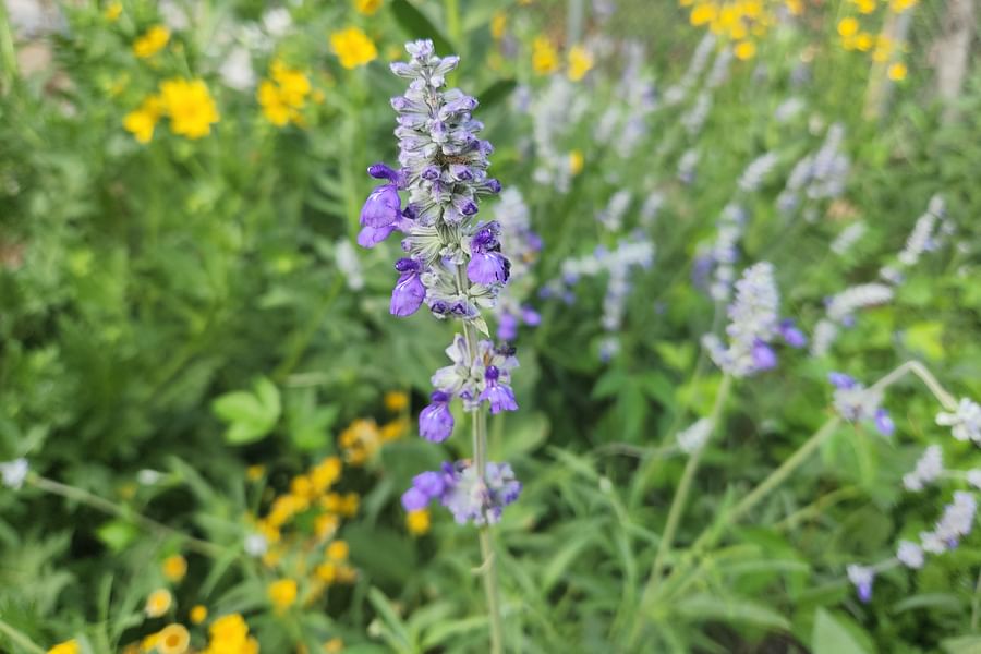 Salvia plant