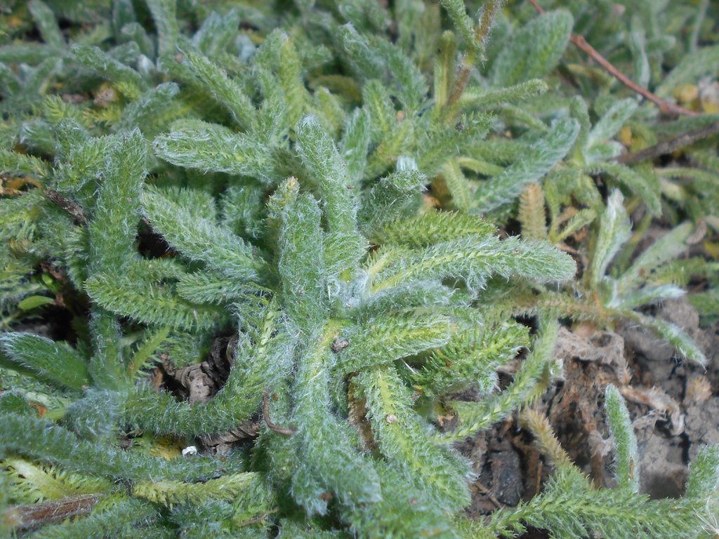 Woolly Yarrow Achillea tomentosa