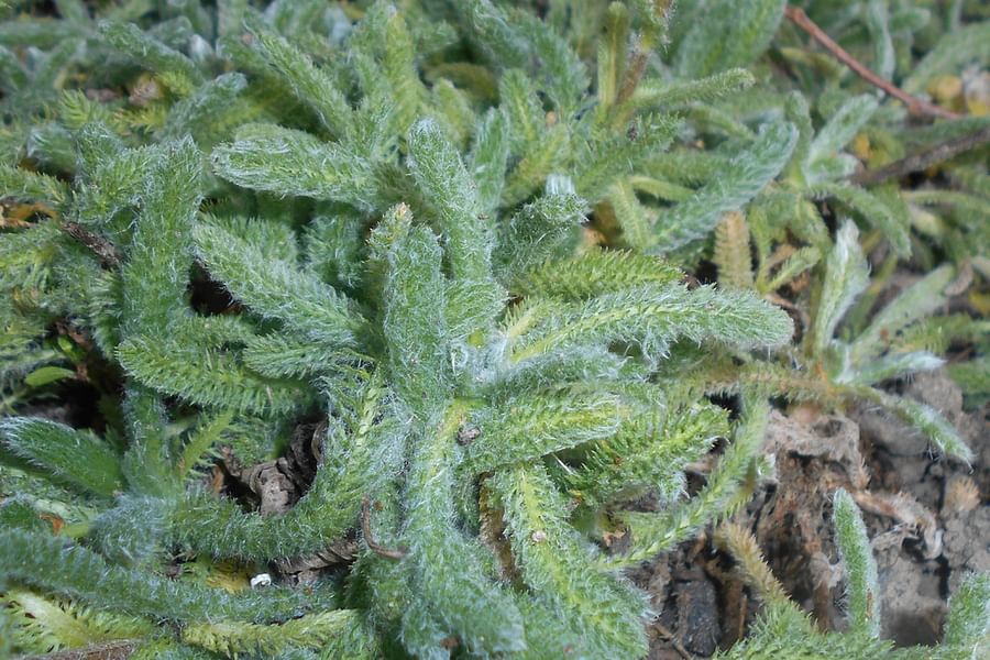Woolly Yarrow Achillea tomentosa