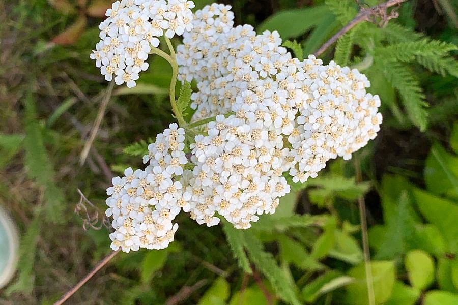 Achillea flowers