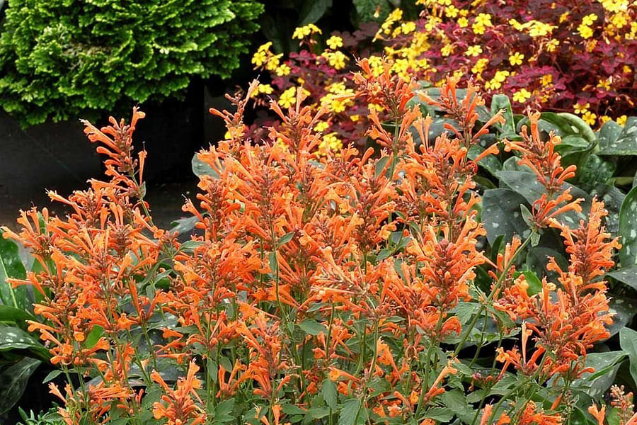 Agastache flowers