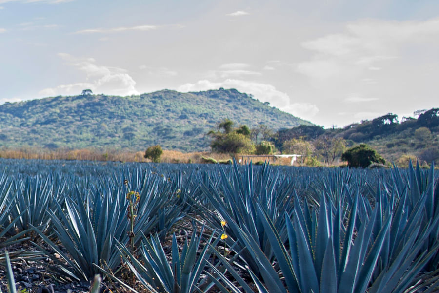 Agave plant