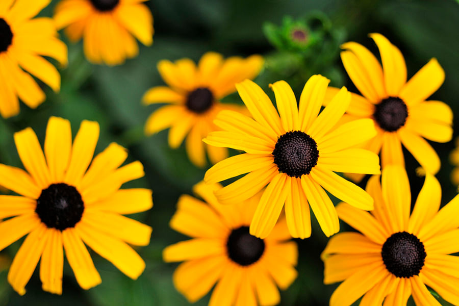 Black-Eyed Susan flower
