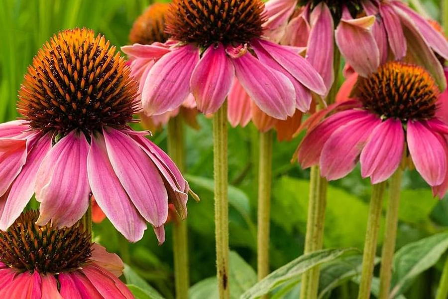 Coneflower Echinacea