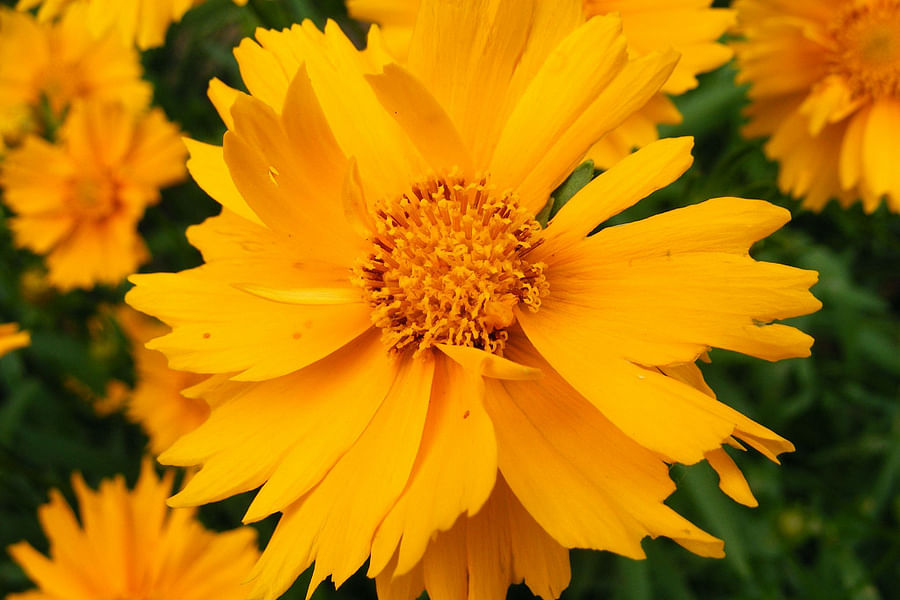 Coreopsis flowers