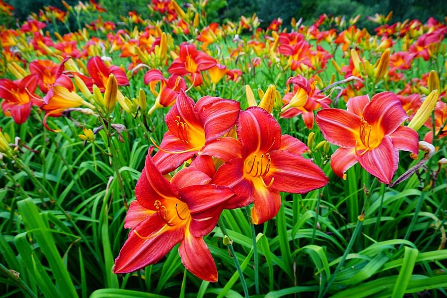 Daylily plant