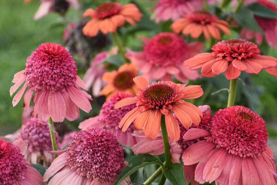 Echinacea flowers