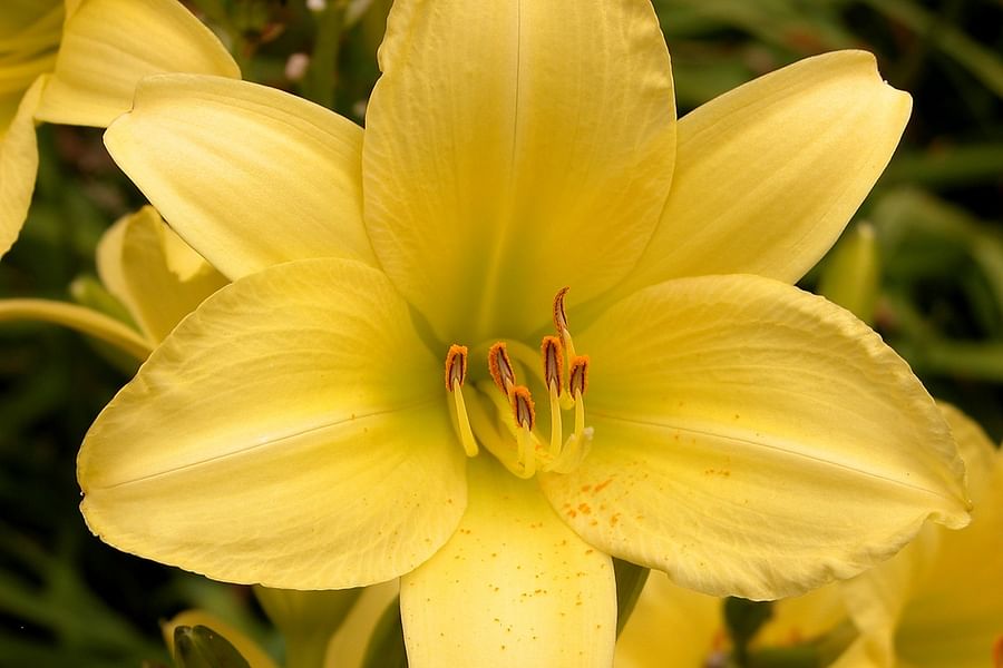 Hemerocallis flowers