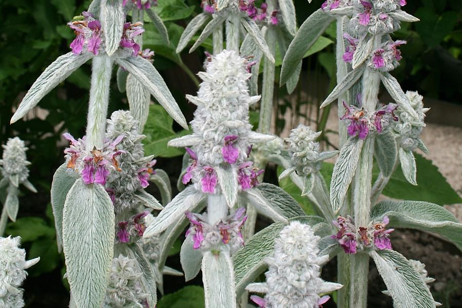 Lamb's Ear plant