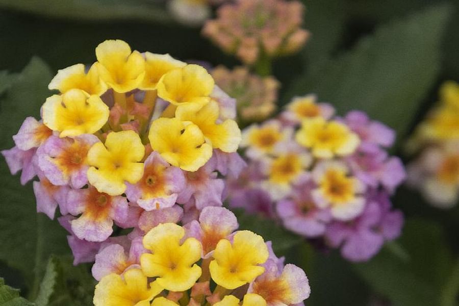 Lantana camara flowers