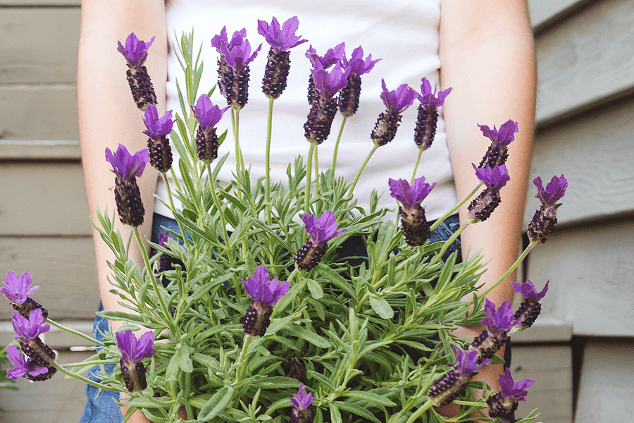 Lavender plant