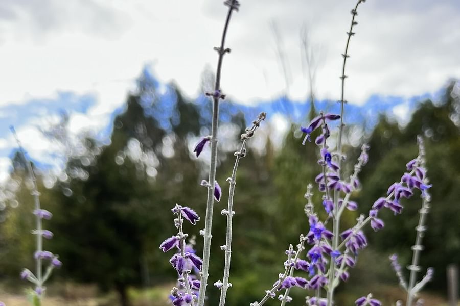 Perovskia flowers