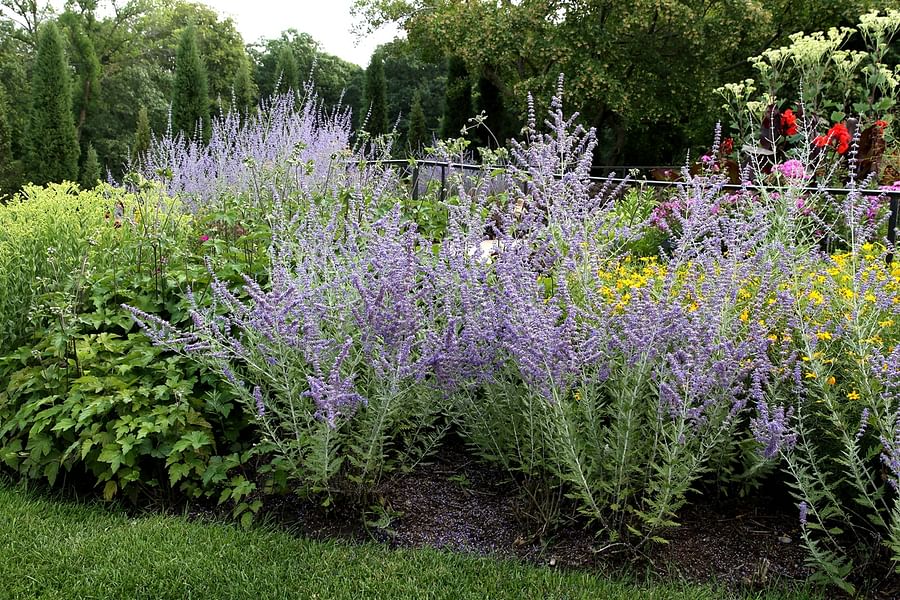 Russian Sage plant