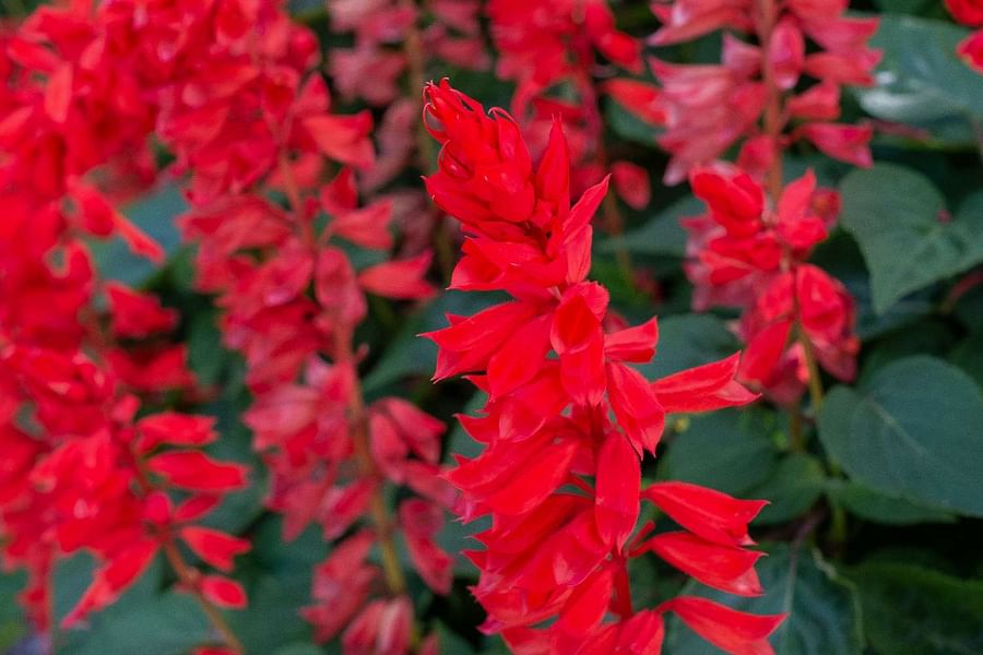 Salvia flowers