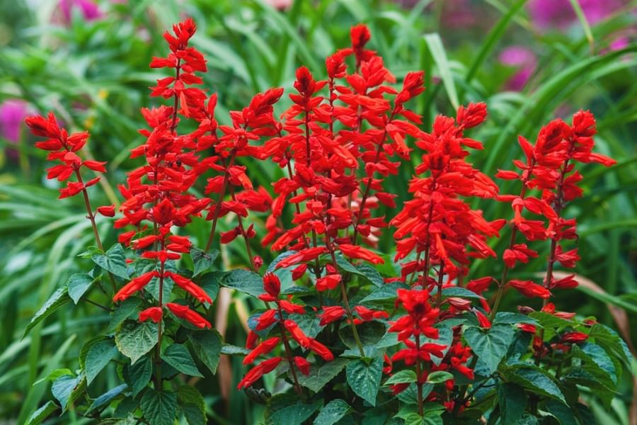 Salvia plant