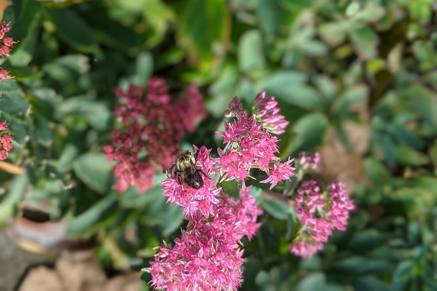 Sedum flowers