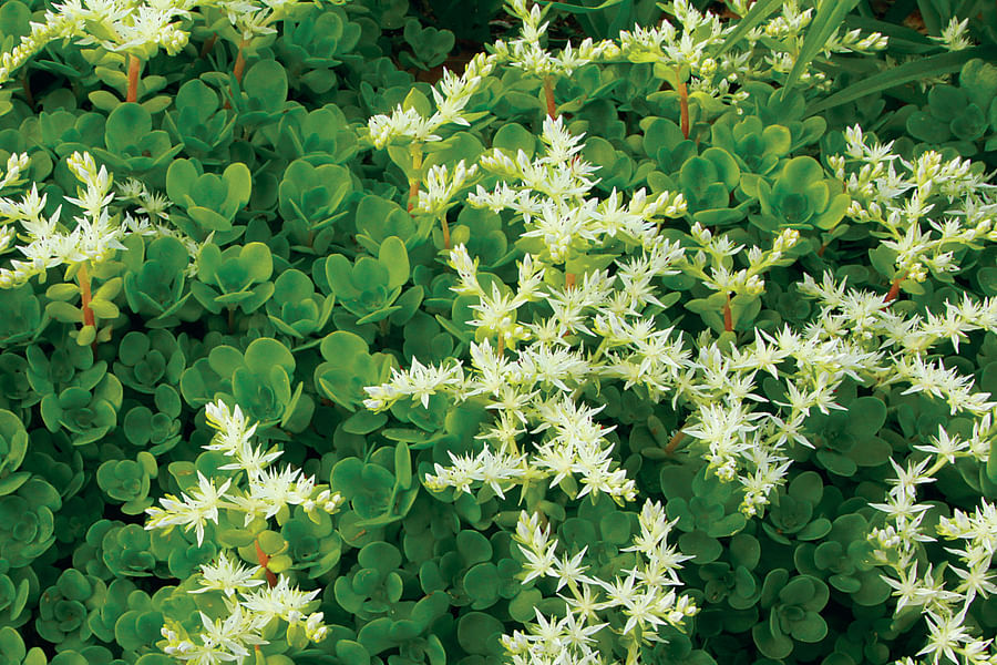 Sedum Stonecrop