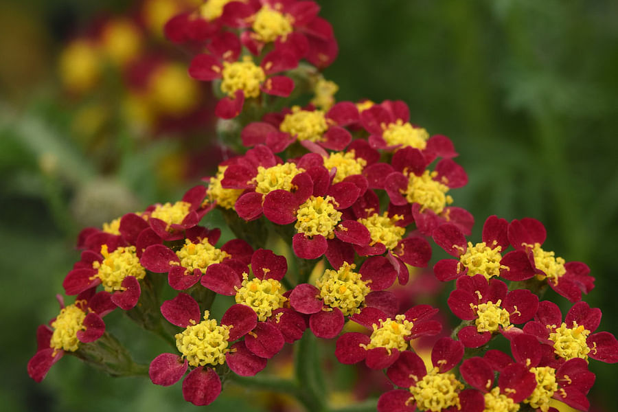 Yarrow flowers