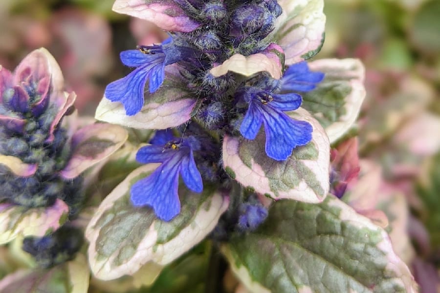 Ajuga reptans blue flowers