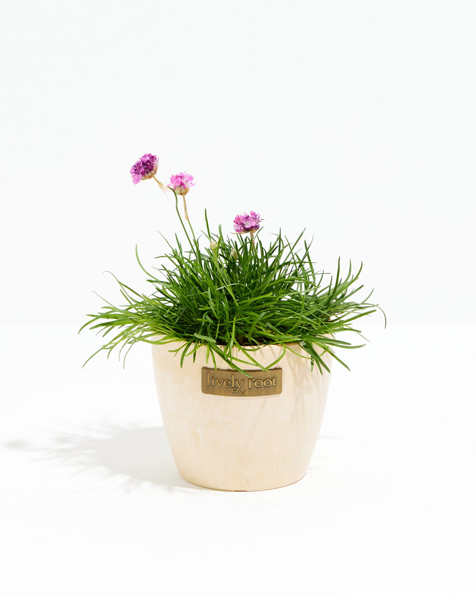 Armeria maritima