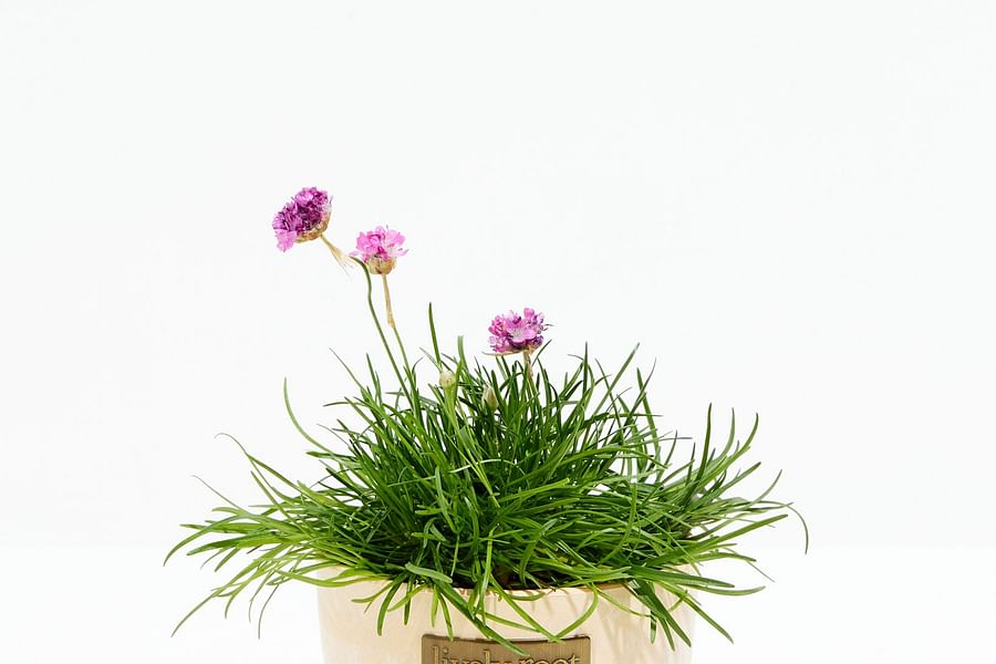Armeria maritima