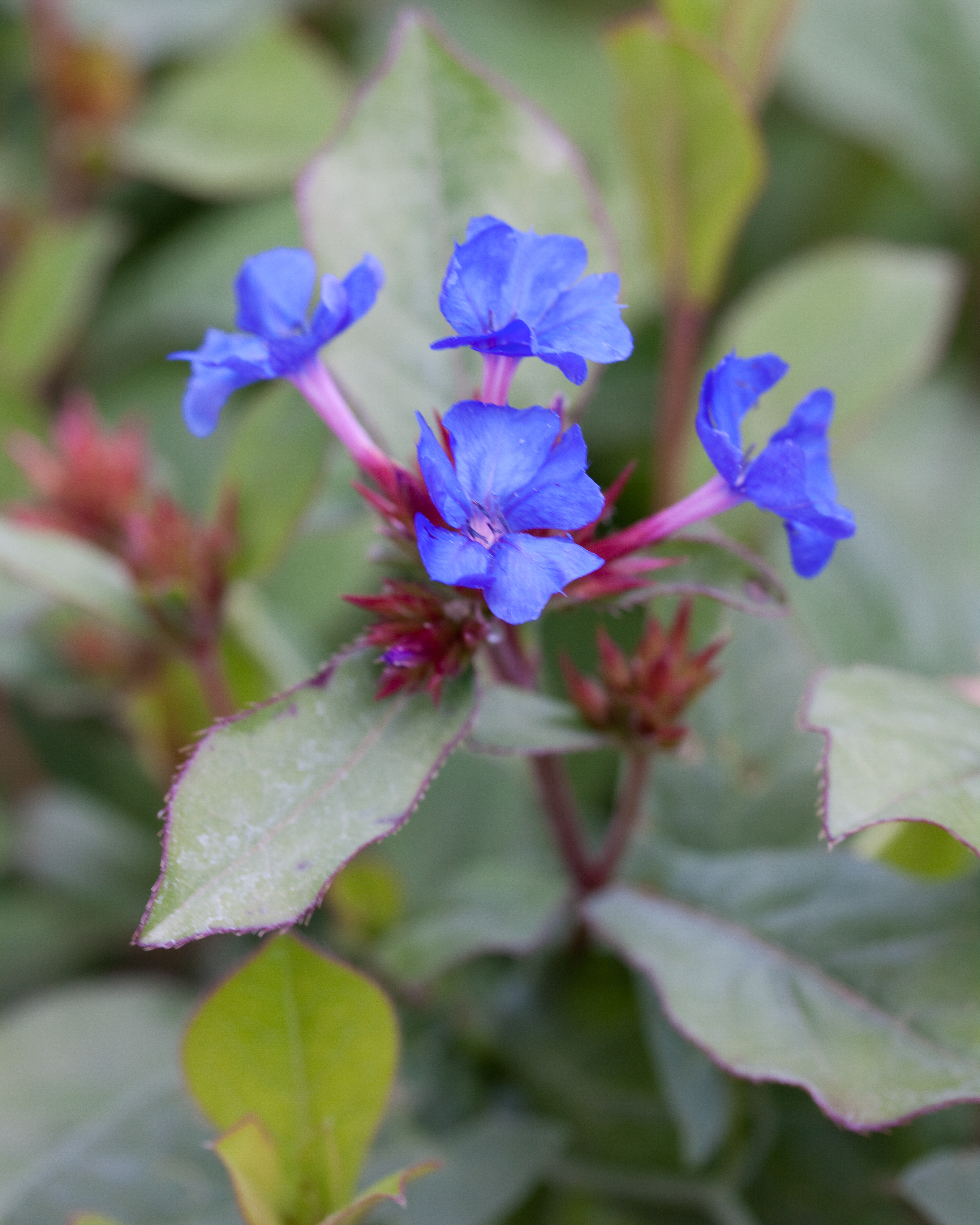 Ceratostigma plumbaginoides blue flowers