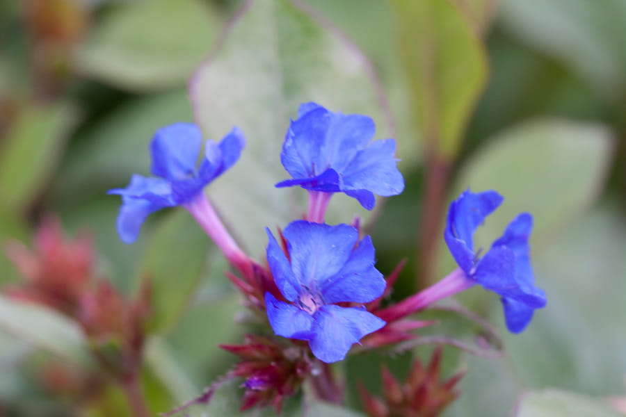 Ceratostigma plumbaginoides blue flowers