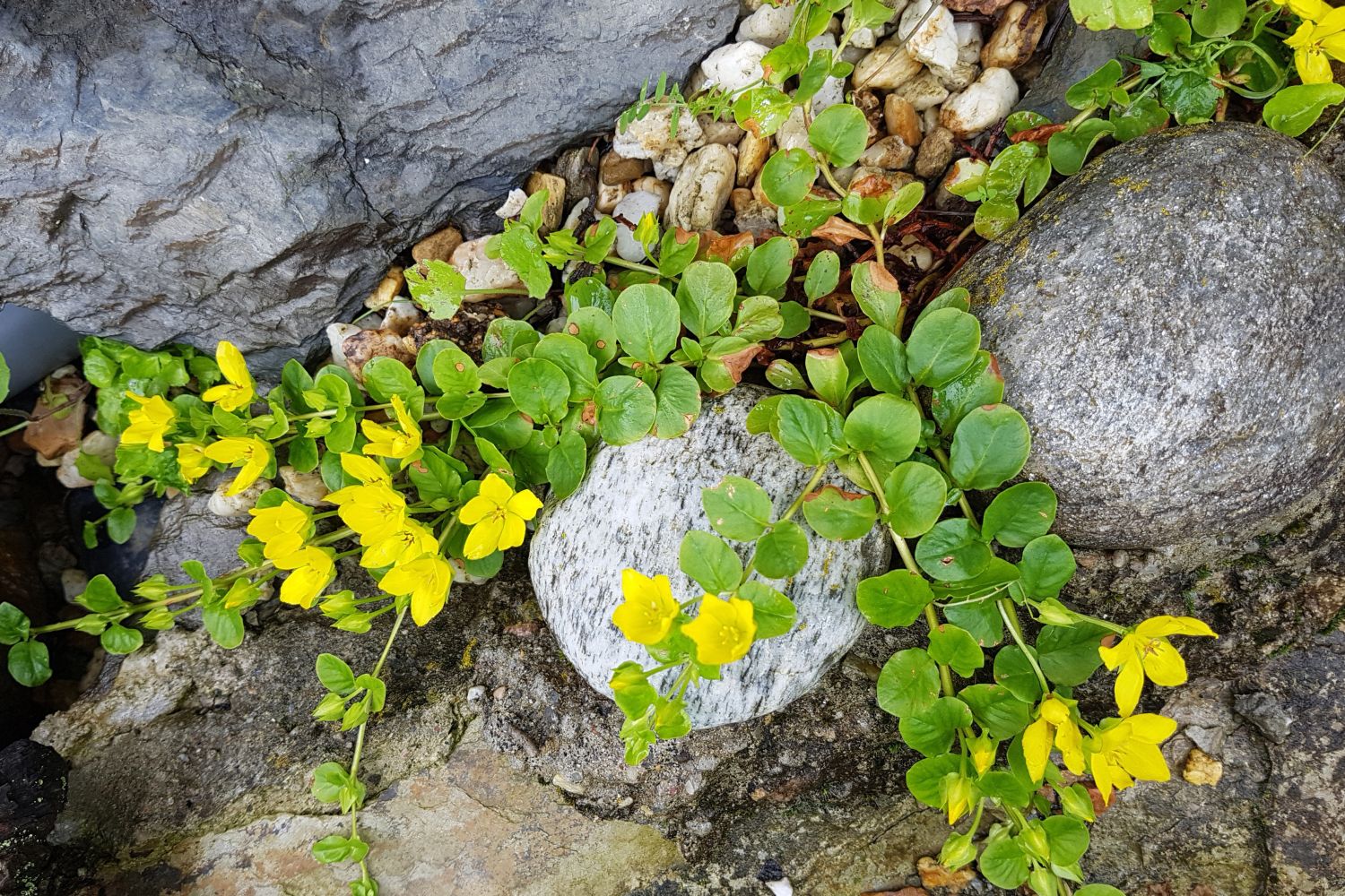 Creeping Jenny plant