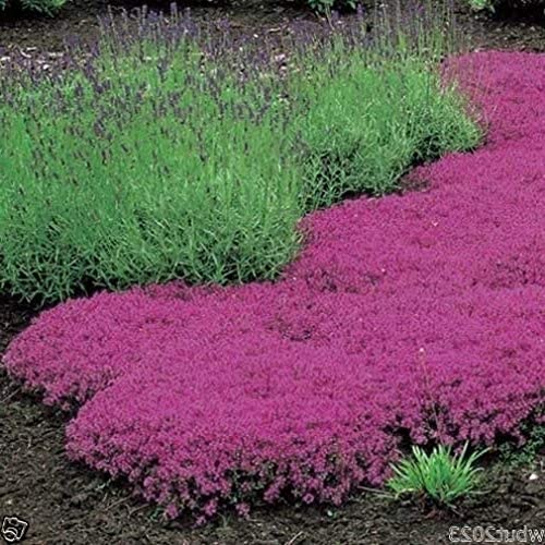 Creeping Thyme ground cover