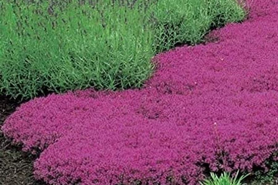 Creeping Thyme ground cover