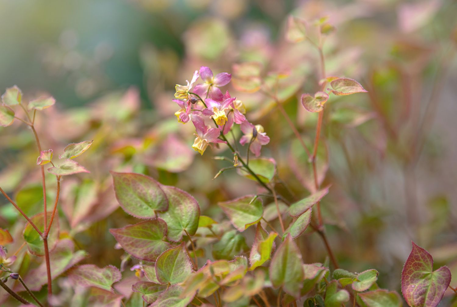 Epimedium x versicolor yellow flowers
