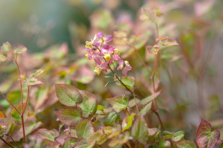 Epimedium x versicolor yellow flowers