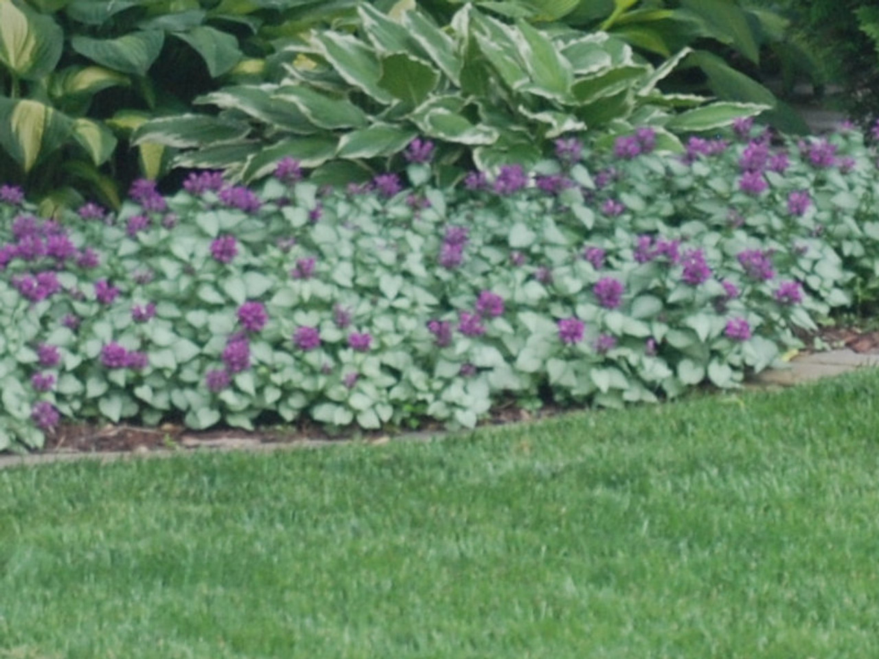 Lamium ground cover