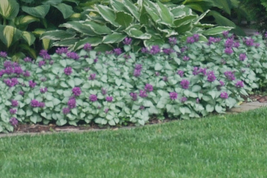 Lamium ground cover