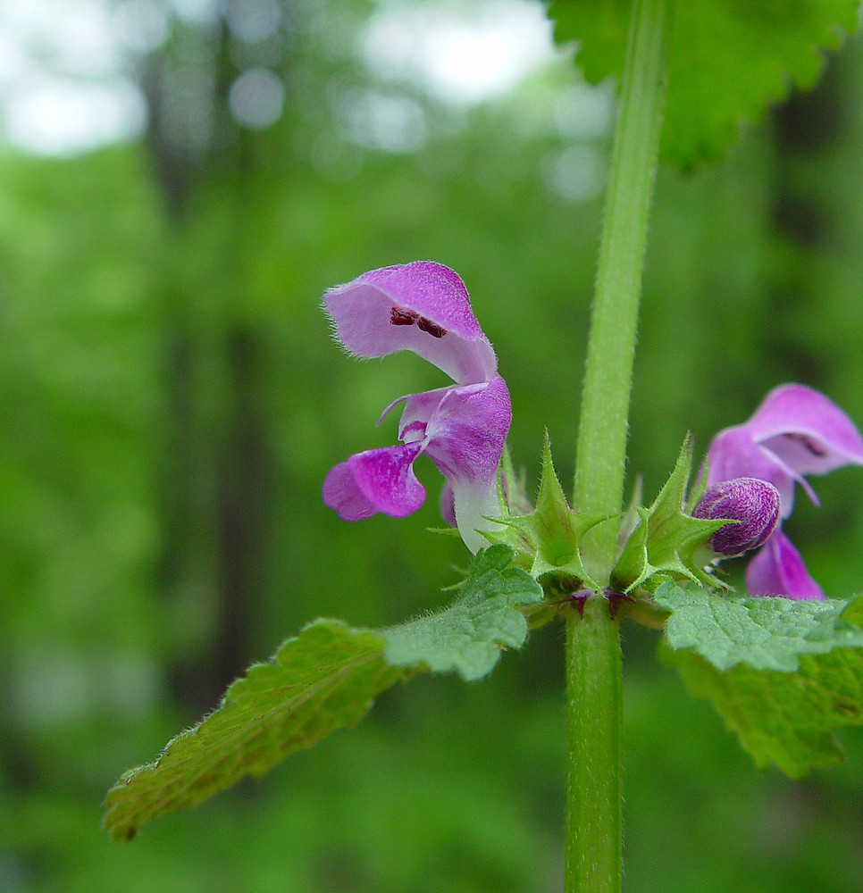 Lamium maculatum flowers