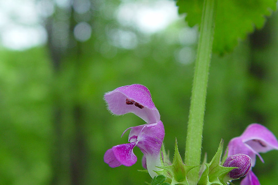 Lamium maculatum flowers