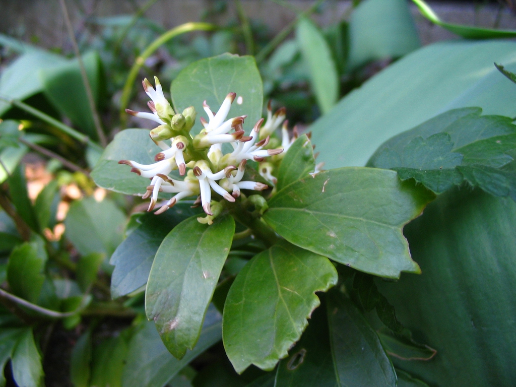 Pachysandra terminalis white blooms