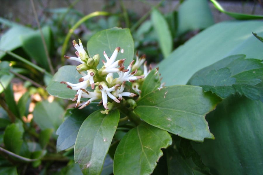 Pachysandra terminalis white blooms