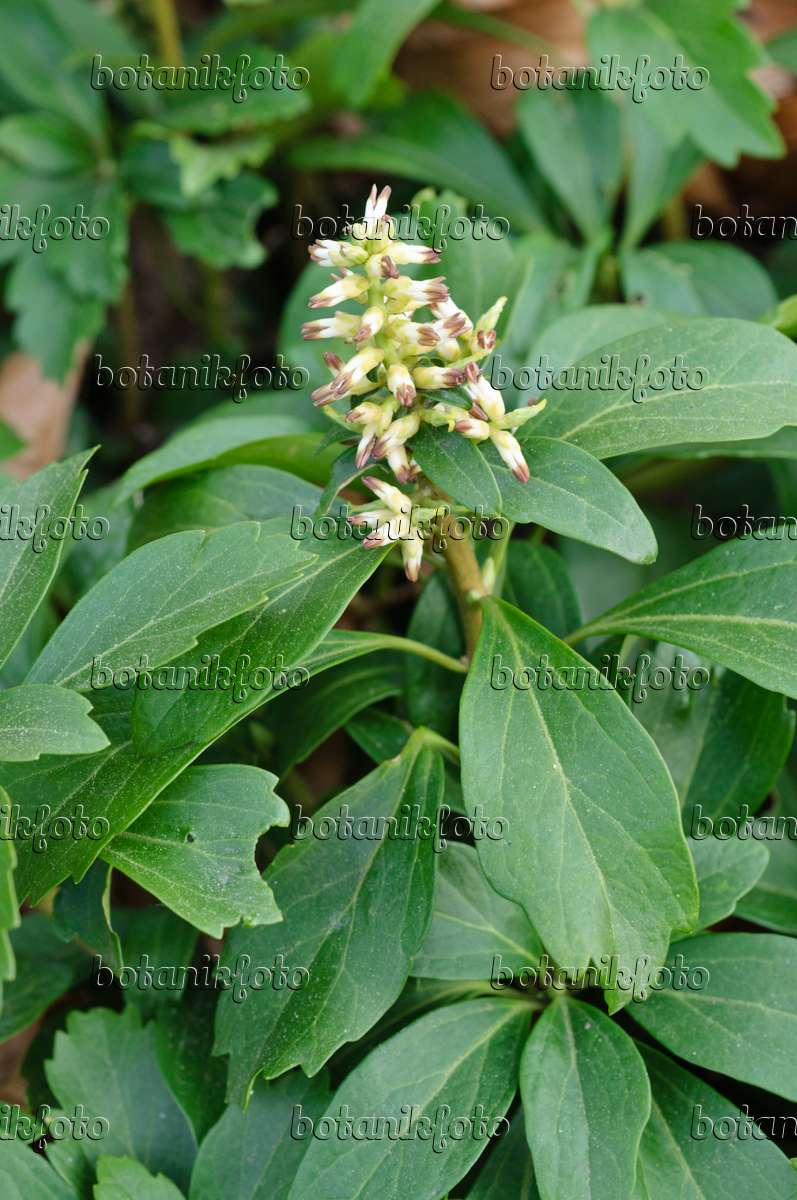 Pachysandra terminalis