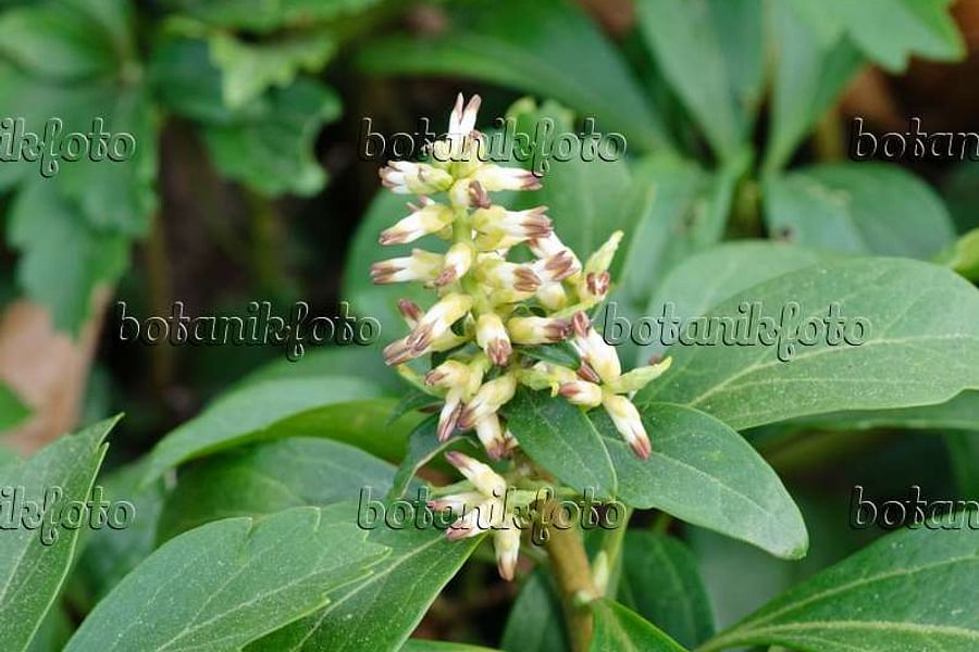 Pachysandra terminalis