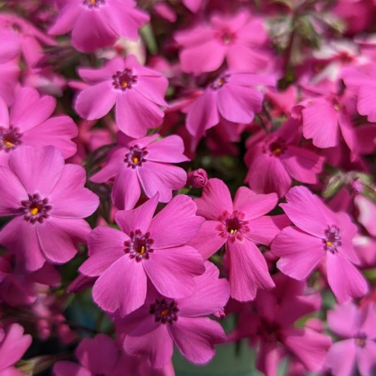 Phlox subulata spring blooms