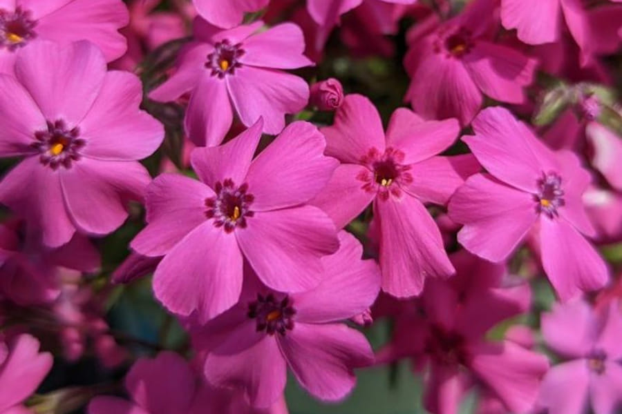 Phlox subulata spring blooms