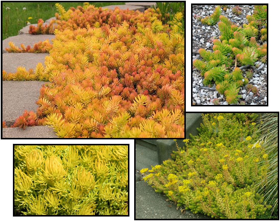 Sedum 'Angelina' yellow foliage