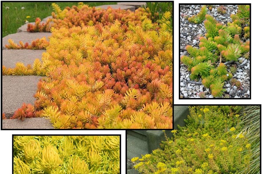 Sedum 'Angelina' yellow foliage