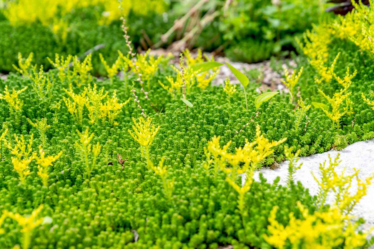 Sedum ground cover