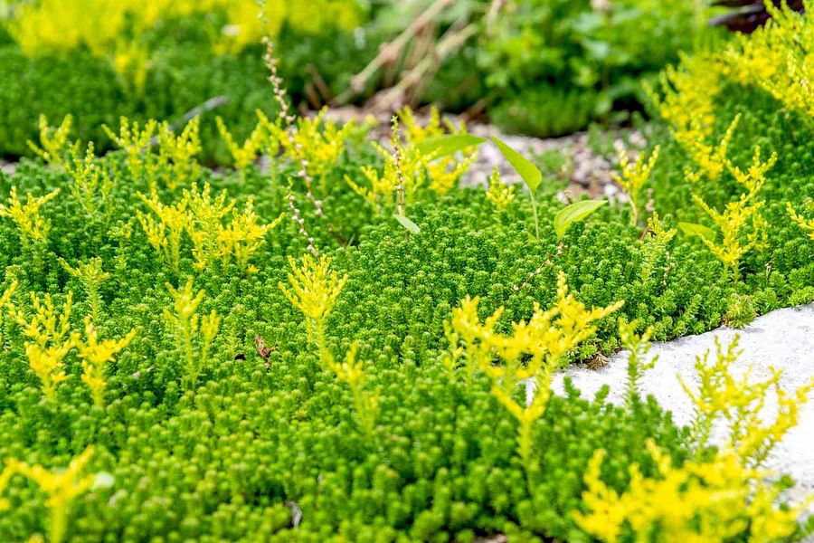Sedum ground cover