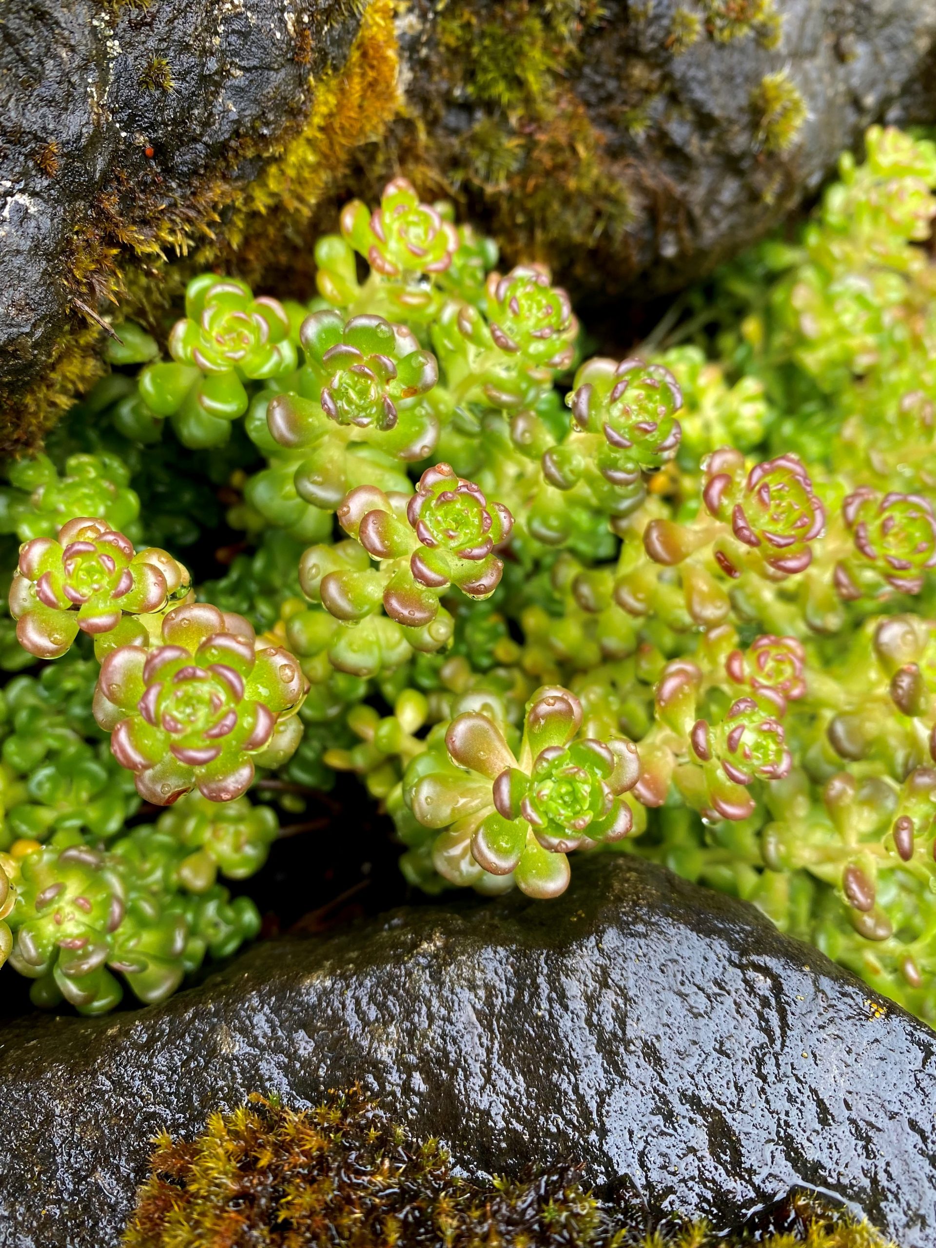 Stonecrop ground cover